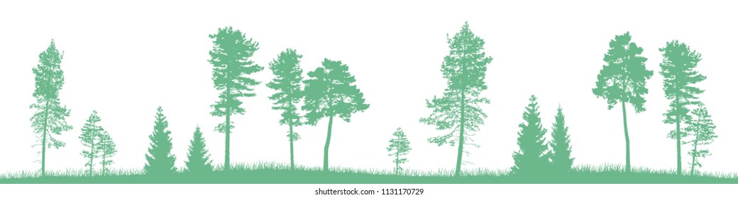Seamless vector landscape with green coniferous trees and grass.