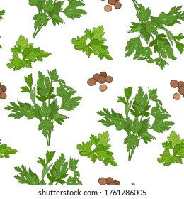 Seamless vector patern of cilantro branches, leaves and seeds on white background