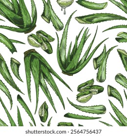 Seamless vector pattern of aloe vera with green leaves, cut and whole plants, hand-drawn. Botanical drawing with juicy leaves for cosmetology and medicine