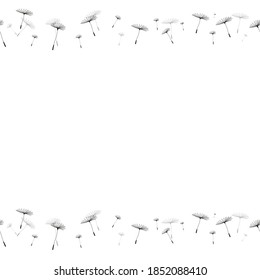 Seamless vector pattern. Dandelions isolated on a white background. Be located above and below.