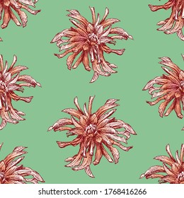 Seamless vector pattern of drawn red asters 