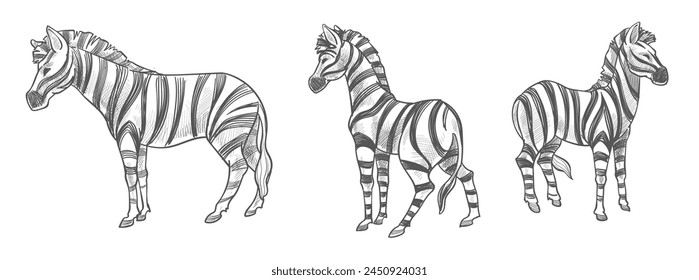 A seamless vector pattern featuring detailed zebra stripes, ideal for fabric and wallpaper designs.