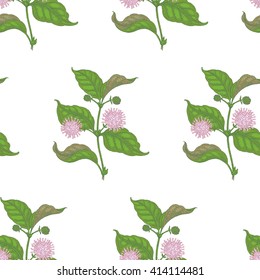 Seamless vector pattern. Flowers of medicinal plants uncaria on a white background.