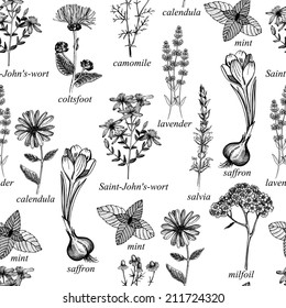 Seamless vector pattern with ink hand drawn medicinal herbs and flowers isolated on white background