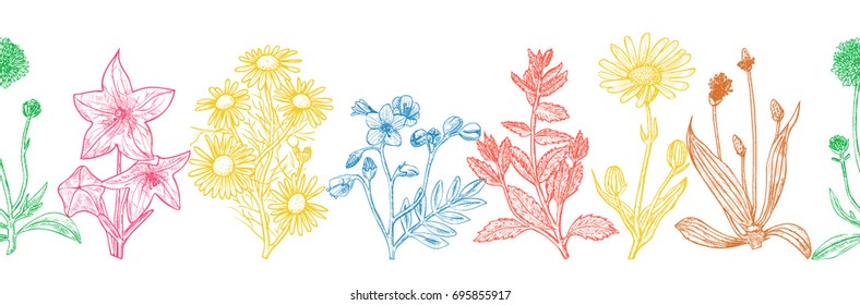 Seamless vector pattern with ink hand drawn medicinal herbs and flowers isolated on white background
