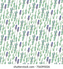 Seamless vector pattern with lavender plant: Lavandula angustifolia, Lavandula officinalis  on white background
