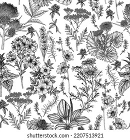 Seamless vector pattern of medical plants and herbs in engraving style. Linear chamomile, chicory, clover, lavender, plantain, valerian, echinacea, rosehip, coltsfoot, ginkgo, nettle, St. John's wort