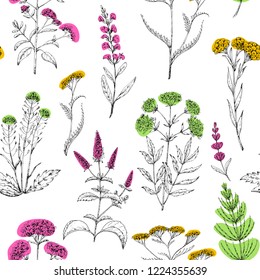 Seamless vector pattern of medicinal herbs. Wild healing plants. Vintage flowers. Colorful hand drawing illustration. Engravings style. Botanical illustration. Pharmacy herbs. Sketch.