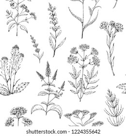 Seamless vector pattern of medicinal herbs. Wild healing plants. Vintage flowers. Black and white hand drawing illustration. Engravings style. Botanical illustration. Pharmacy herbs. Sketch.