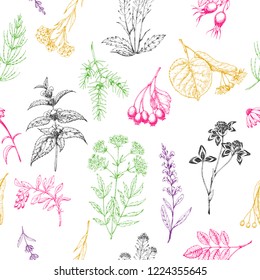 Seamless vector pattern of medicinal herbs. Wild healing plants. Vintage flowers. Colorful hand drawing illustration. Engravings style. Botanical illustration. Pharmacy herbs. Sketch.