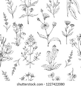 Seamless vector pattern of medicinal herbs. Wild healing plants. Vintage flowers. Black and white hand drawing illustration. Engravings style. Botanical illustration. Pharmacy herbs. Sketch.