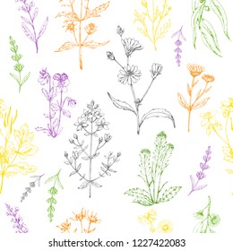 Seamless vector pattern of medicinal herbs. Wild healing plants. Vintage flowers. Colorful hand drawing illustration. Engravings style. Botanical illustration. Pharmacy herbs. Sketch.