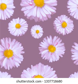 Seamless vector pattern with pink daisies on gark pink background. Flowers in realistic style