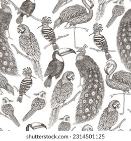 Seamless vector pattern tropical exotic birds in engraving style. Macaw parrot, toucan, hoopoe, peacock, flamingos and cockatiel parrot