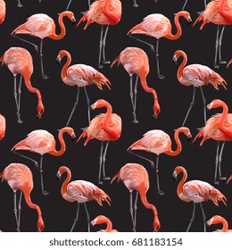 Seamless Vector Pink Flamingo Pattern