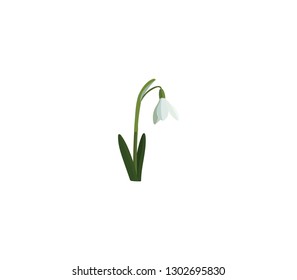 スノードロップ イラスト High Res Stock Images Shutterstock