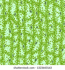 Seamless vector texture of green plant cells under the microscope