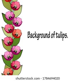 Seamless vertical border of bright colored tulips. White background. Great for decorating fabrics, textiles, gift wrapping design, any printed materials, advertising, or other design.