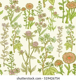 Seamless vintage herbal pattern, medicinal herbs and plants sketch 