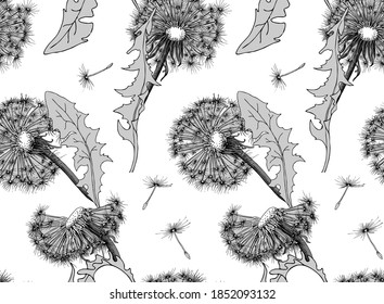 Seamless wallpaper pattern. Dandelion flowers and leaves. Textile composition, hand drawn style print. Vector monochrome illustration. 