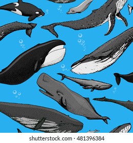 Seamless Whale Pattern / Include Finback, Humpback, Blue, Sperm, Bowhead, Killer, Northern Bottlenose. Vector  Hand Made Illustration