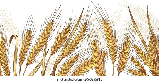 Seamless wheat ears and leaves banner, colored sketch vector illustration. Engraved rye or barley field, harvest or crop concept. Bakery or brewery design.