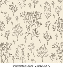 Seanless pattern with seaweed, algae: irish moss, rhodymenia palmata, ahnfeltia plicata, porphyra. Brown and red algae. Edible seaweed. Vector hand drawn illustration