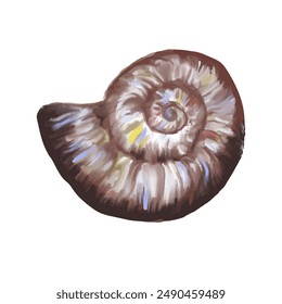 
Seashell in brown color  on in isolated background