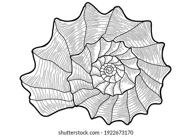 Seashell. Clam. Nautilus. Coloring page. Outline. 