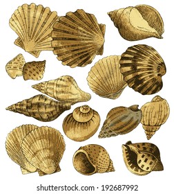 Seashell collection