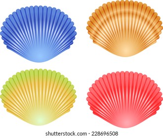 Seashell collection