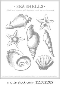 Seashell collection, engraving, illustration, drawing collection, vector