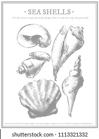 Seashell Collection Engraving Illustration Drawing Collection Stock ...