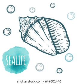 Seashell collection hand drawn aquatic doodle vector illustration. Sketch. Ocean life.