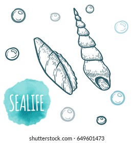 Seashell collection hand drawn aquatic doodle vector illustration. Sketch. Ocean life.