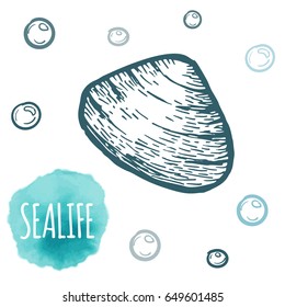 Seashell collection hand drawn aquatic doodle vector illustration. Sketch. Ocean life.