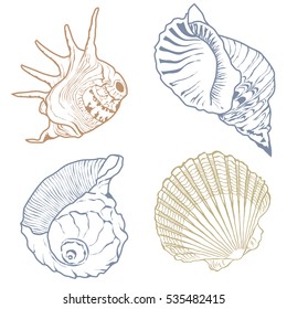 Seashell collection isolated on the white background