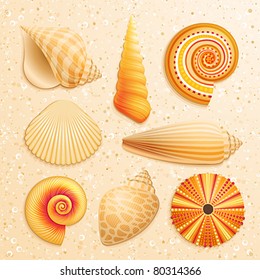 Seashell collection on sand background. Vector illustration.