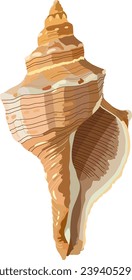 Seashell, color drawing, realistic. Vector illustration photorealism.