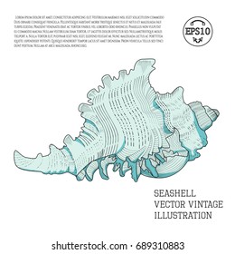 Seashell. Color vector vintage illustration with light and shadow stylized as hand-drawn sketch graphic with hatching on a white