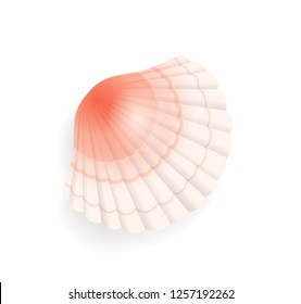 Seashell conch icon closeup vector. Detailed mussel exotic sealife. Clam found on seashore, coastline of sea or ocean, cockle of pink color with lines