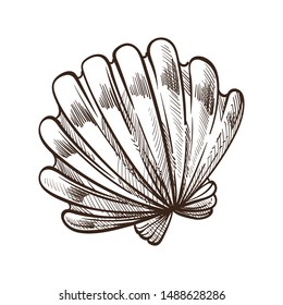 Seashell or conch, shell isolated sketch vector. Beach and sea bottom element, mollusk or marine or nautical symbol, traveling and tourism. Resort, ocean creature, exotic underwater fauna drawing