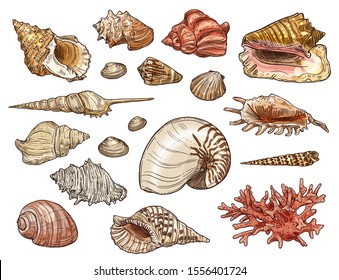 Esquemas de conchas marinas y corales con conchas vectoriales de playa de caracoles marinos, almejas y conchas, moluscos, mariscos, vieiras y conchas, tigre nautilus y abejorro. Diseño de animales tropicales oceánicos