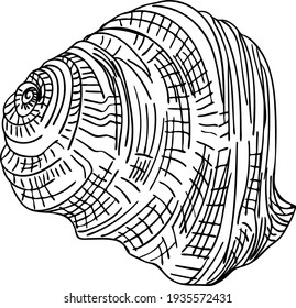 Seashell doodle vector isolated. Shell hand drawing sketch. Sea life symbol. Conch line art element.