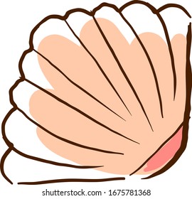 Dibujo de conchas, ilustración, vector sobre fondo blanco.