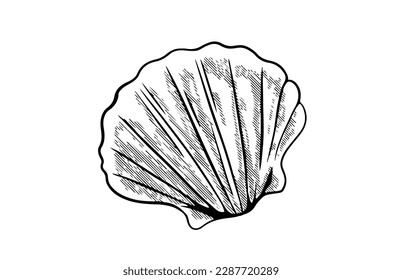 seashell of drawing ink sketch for poster vintage seafood menu restaurant