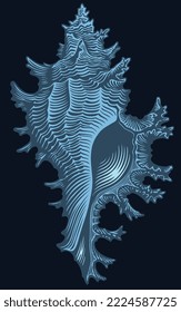 Seashell. Editable hand drawn illustration. Vector vintage engraving. Isolated on black background. 8 eps