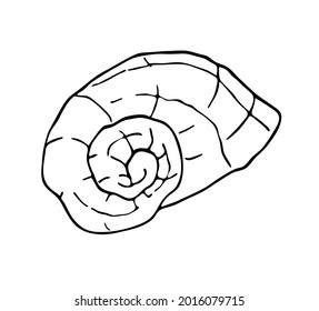 Seashell. Element for summer design. Vector on a white background. 