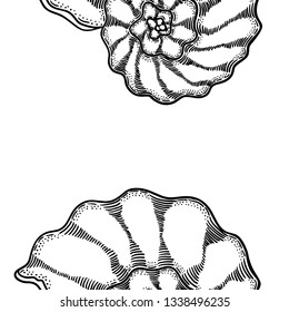 Seashell engraving seamless pattern illustration on white backgroud. Line art repeatable shell