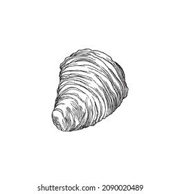 Seashell Or Fossil Mollusk Armor Shell, Hand Drawn Engraving Vector Illustration Isolated On White Background. Sea Or Ocean Mollusk Or Shellfish Shell.